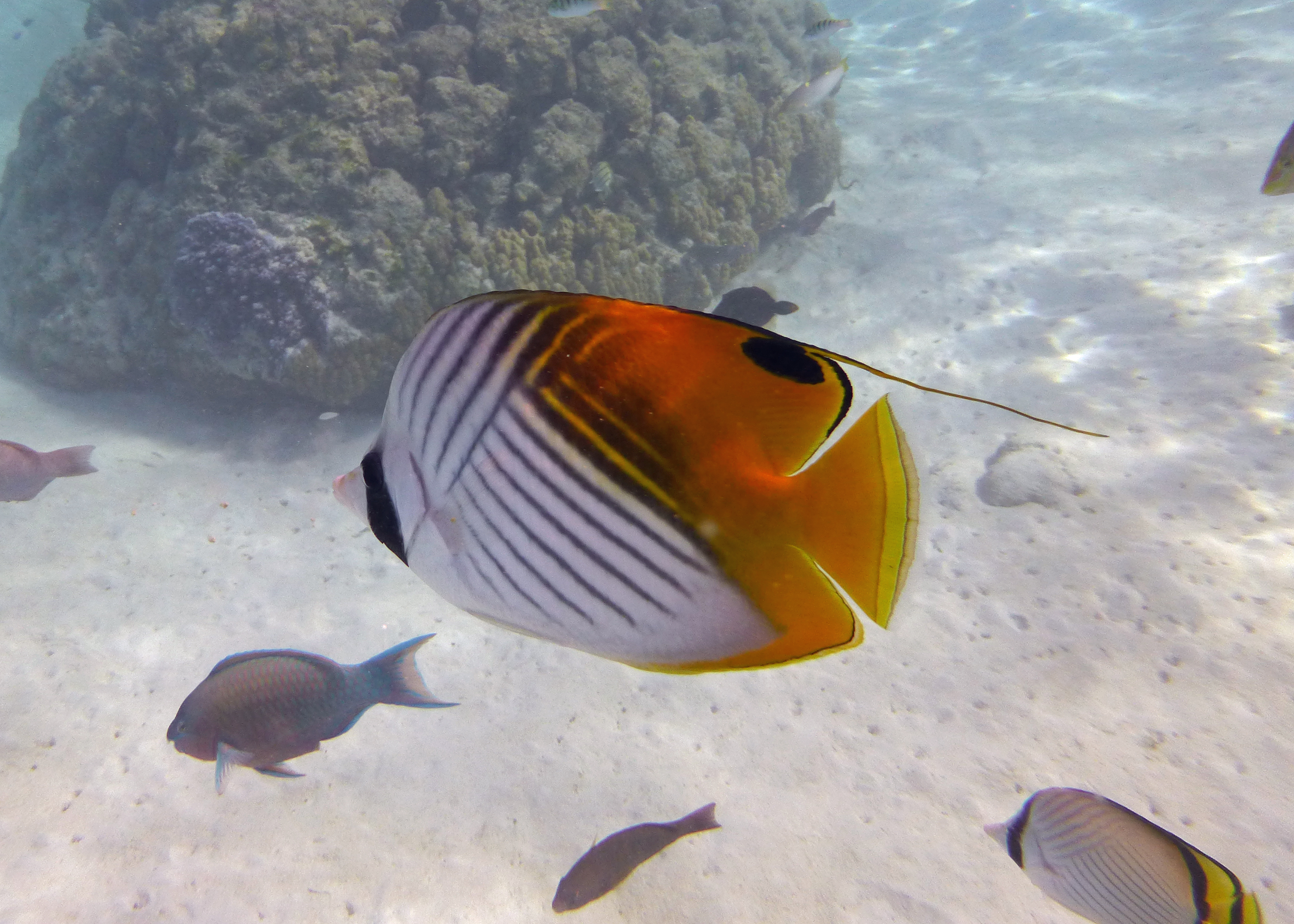 Threadfin butterflyfish, Mo'orea, French Polynesia 2024.